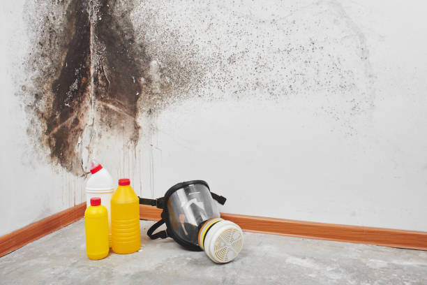 Best Attic Mold Removal  in Lynn Haven, FL