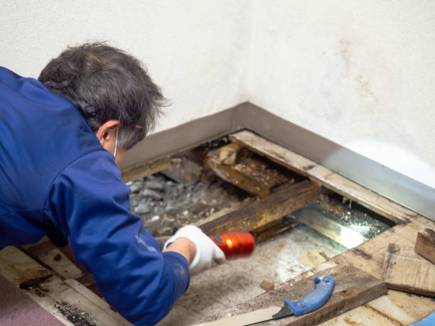 Best Residential Mold Removal  in Lynn Haven, FL