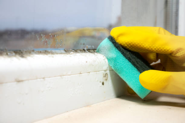 Best Mold Damage Repair  in Lynn Haven, FL