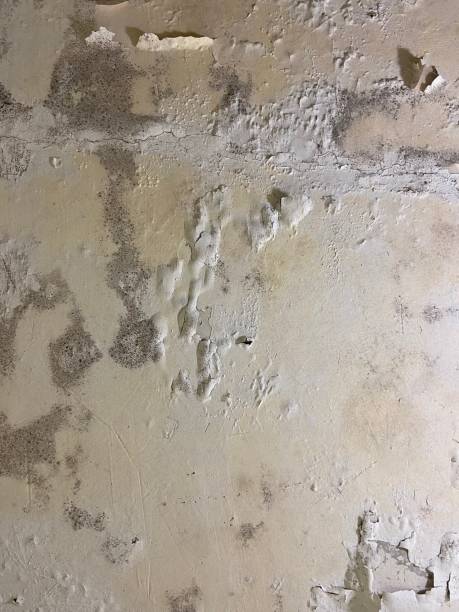 Best Same-Day Mold Removal  in Lynn Haven, FL