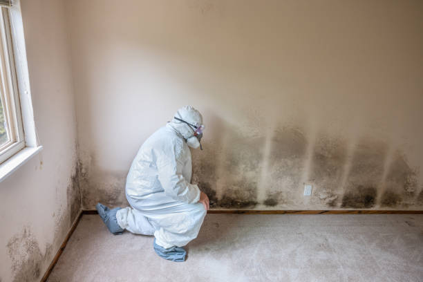 Best Black Mold Removal  in Lynn Haven, FL