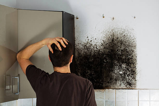 Best Office Mold Removal Services  in Lynn Haven, FL