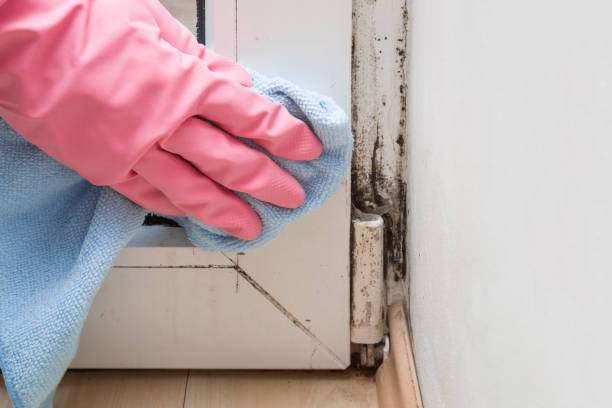 Mold Removal Process in Lynn Haven, FL