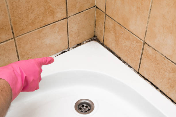 Professional Mold Removal in Lynn Haven, FL